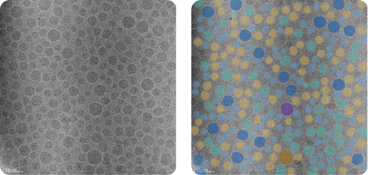 NanoSMART, an AI cryoEM system, automatically identifies nanoparticle features in images from various electron microscopes