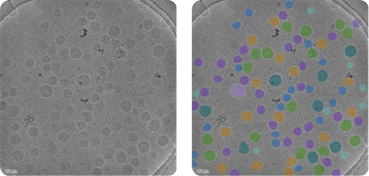 NanoSMART, an AI cryoEM system, automatically identifies nanoparticle features in images from various electron microscopes