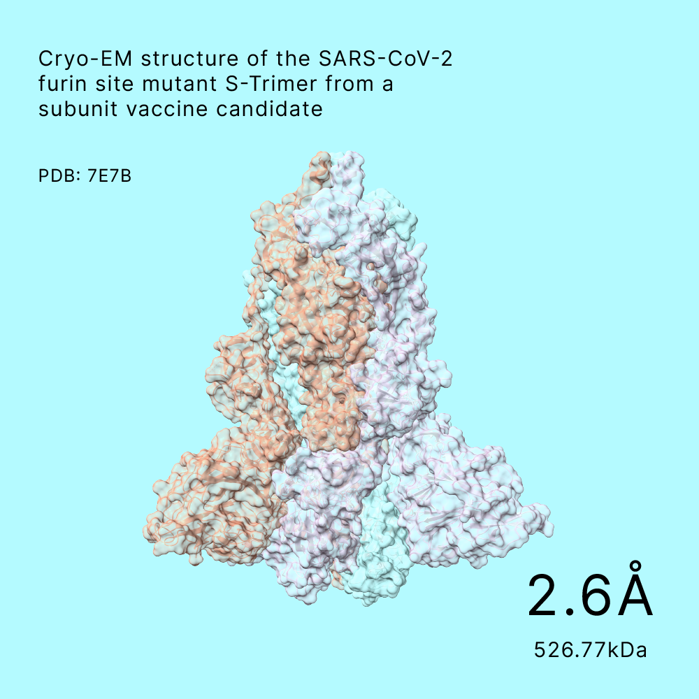 SARS-CoV-2 furin site mutant S-Trimer, a subunit vaccine candidate, detailed at 2.6Å resolution and weighing 526.77kDa from Shuimu Biosciences